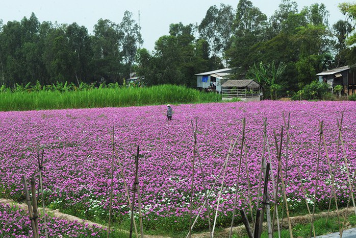 Những cánh đồng hoa gây sốt thời gian qua - Ảnh 3. Những cánh đồng hoa gây sốt thời gian qua - Ảnh 3.