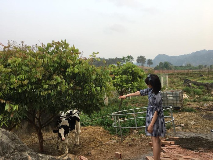 Lên Mộc Châu thử làm nông dân chăn nuôi bò sữa - Ảnh 4. Lên Mộc Châu thử làm nông dân chăn nuôi bò sữa - Ảnh 4.