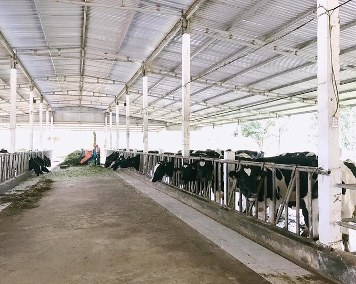 Lên Mộc Châu thử làm nông dân chăn nuôi bò sữa - Ảnh 1. Lên Mộc Châu thử làm nông dân chăn nuôi bò sữa - Ảnh 1.