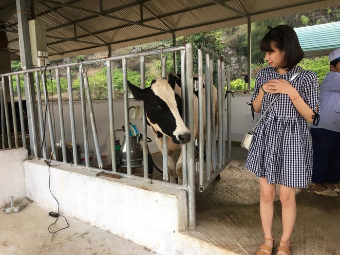 Lên Mộc Châu thử làm nông dân chăn nuôi bò sữa - Ảnh 7. Lên Mộc Châu thử làm nông dân chăn nuôi bò sữa - Ảnh 7.