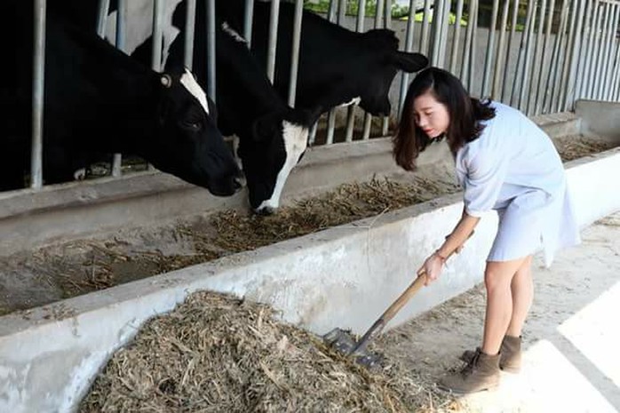 Lên Mộc Châu thử làm nông dân chăn nuôi bò sữa - Ảnh 3. Lên Mộc Châu thử làm nông dân chăn nuôi bò sữa - Ảnh 3.