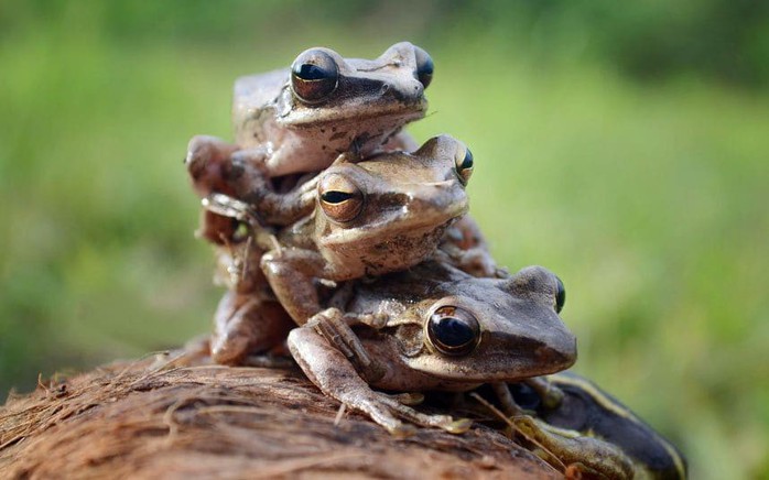 Cặp vợ chồng Pháp khốn khổ vì ếch quá ồn ào trong mùa giao phối - Ảnh 1.