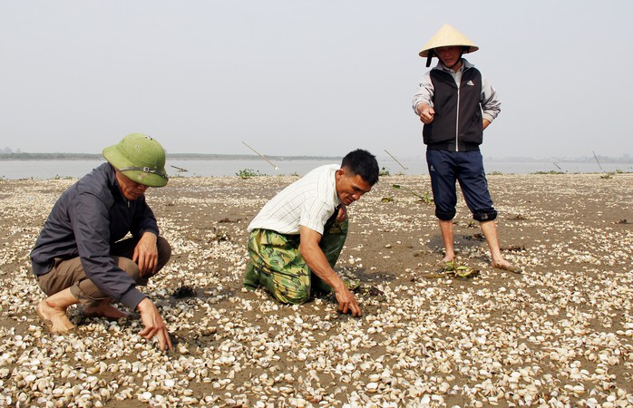 90 tấn ngao chết hàng loạt do thủy triều đỏ - Ảnh 2.