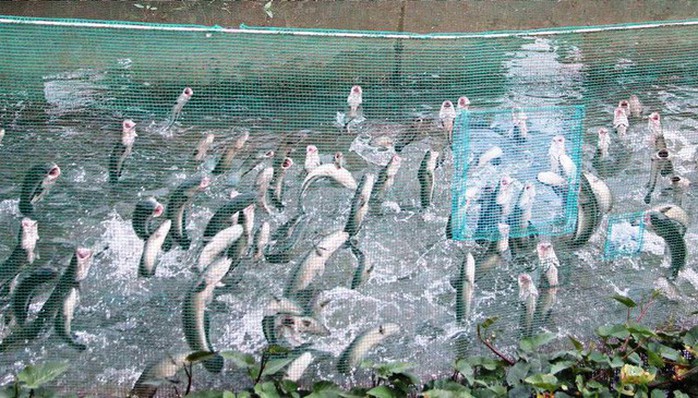 Kỳ diệu đàn cá lóc biết bay, chủ nhân thu tiền tỷ từ khách du lịch - Ảnh 2. Kỳ diệu đàn cá lóc biết bay, chủ nhân thu tiền tỷ từ khách du lịch - Ảnh 2.