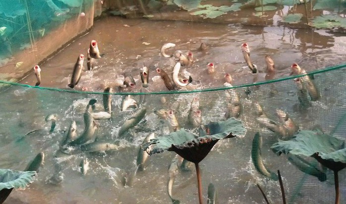 Kỳ diệu đàn cá lóc biết bay, chủ nhân thu tiền tỷ từ khách du lịch - Ảnh 3. Kỳ diệu đàn cá lóc biết bay, chủ nhân thu tiền tỷ từ khách du lịch - Ảnh 3.