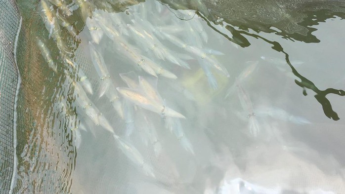 Cá, mực trong bè nổi ở khu vực cảng Vũng Áng chết bất thường - Ảnh 2.