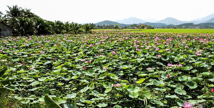 Cánh đồng sen ở Khánh Hòa ngỡ như Đồng Tháp Mười - Ảnh 2. Cánh đồng sen ở Khánh Hòa ngỡ như Đồng Tháp Mười - Ảnh 2.