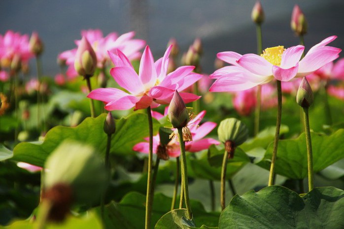 Cánh đồng sen ở Khánh Hòa ngỡ như Đồng Tháp Mười - Ảnh 3. Cánh đồng sen ở Khánh Hòa ngỡ như Đồng Tháp Mười - Ảnh 3.