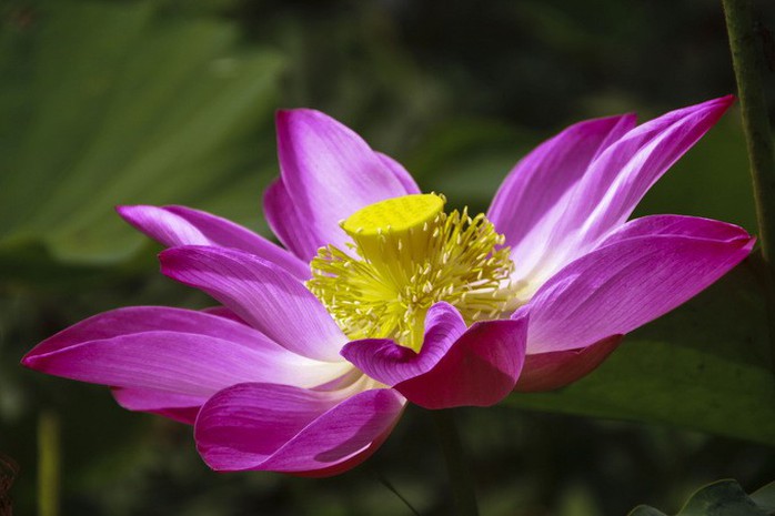 Cánh đồng sen ở Khánh Hòa ngỡ như Đồng Tháp Mười - Ảnh 4. Cánh đồng sen ở Khánh Hòa ngỡ như Đồng Tháp Mười - Ảnh 4.