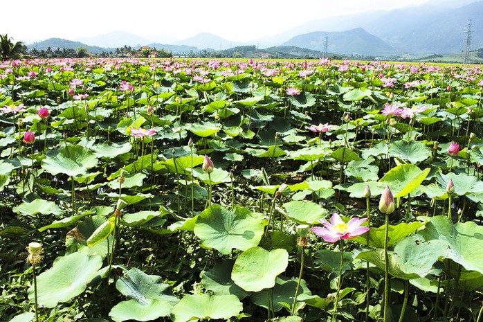 Cánh đồng sen ở Khánh Hòa ngỡ như Đồng Tháp Mười - Ảnh 5. Cánh đồng sen ở Khánh Hòa ngỡ như Đồng Tháp Mười - Ảnh 5.