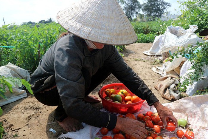 Nghề trồng cà chua cắm rễ trên cát trắng - Ảnh 5.