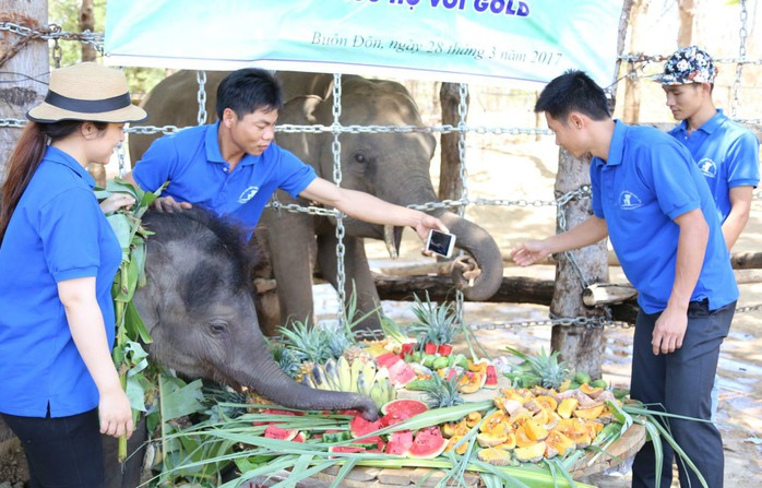 Phải lòng voi - Ảnh 2.