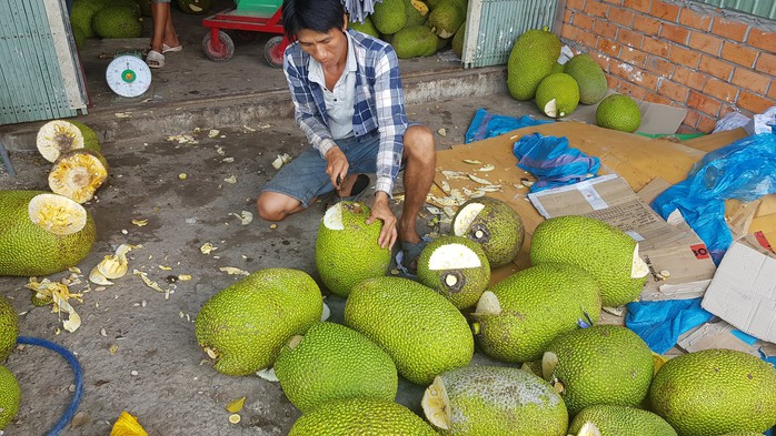 Ồ ạt trồng mít Thái siêu sớm: Cẩn trọng bài học cam sành - Ảnh 2.