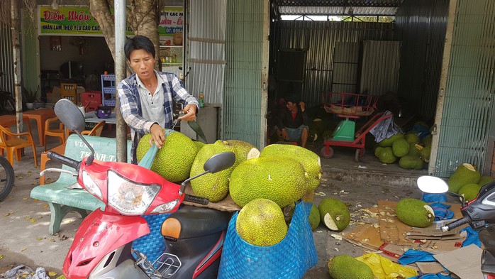 Ồ ạt trồng mít Thái siêu sớm: Cẩn trọng bài học cam sành - Ảnh 1.