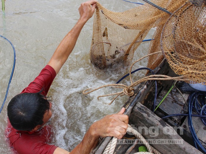 Quái kiệt săn cá ngát trên sông Hàm Luông - Ảnh 3.