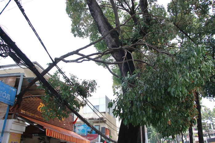 Nh&aacute;nh c&acirc;y xanh rớt xuống nh&agrave; d&acirc;n trong cơn mưa chuyển m&ugrave;a - Ảnh 3.