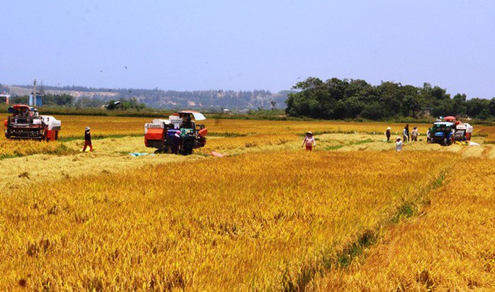 Rơm rạ khan hiếm, nông dân phụ thu thêm bạc triệu - Ảnh 3.