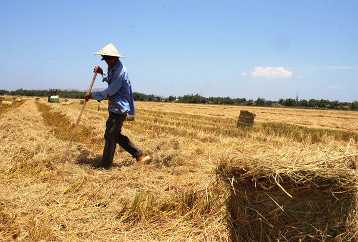 Rơm rạ khan hiếm, nông dân phụ thu thêm bạc triệu - Ảnh 4.