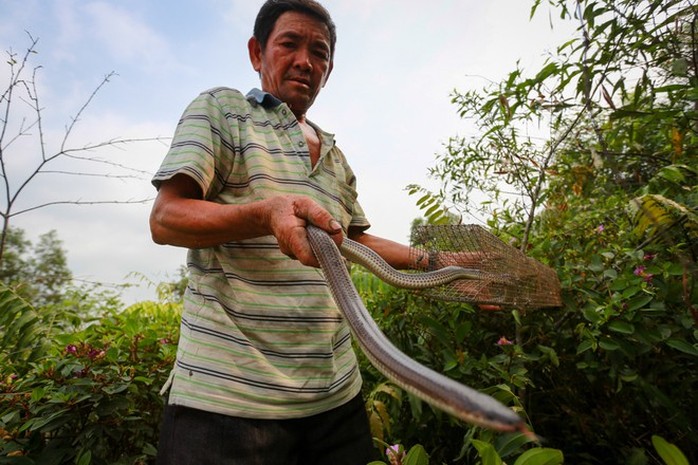 Cao thủ ngao du khắp Sài Gòn săn rắn, bắt chuột  - Ảnh 10.