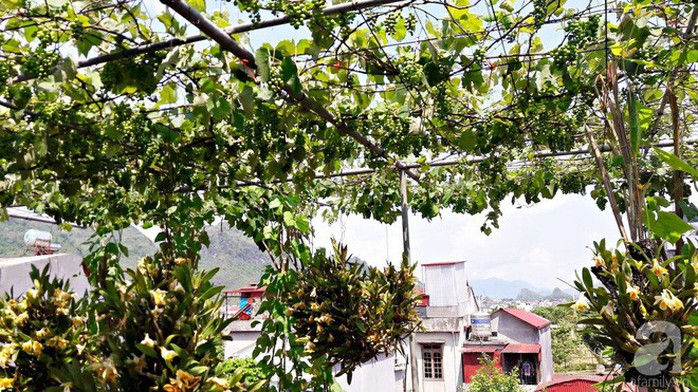 Giàn nho hàng trăm chùm của ông bố 8x ở Lai Châu - Ảnh 12. Giàn nho hàng trăm chùm của ông bố 8x ở Lai Châu - Ảnh 12.