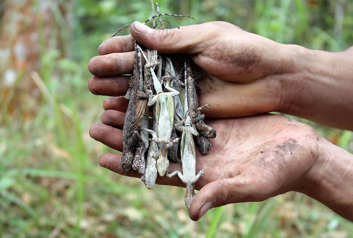 Đại gia săn lùng tắc kè bay ở miền Tây về làm “vũ khí phòng the” - Ảnh 2.