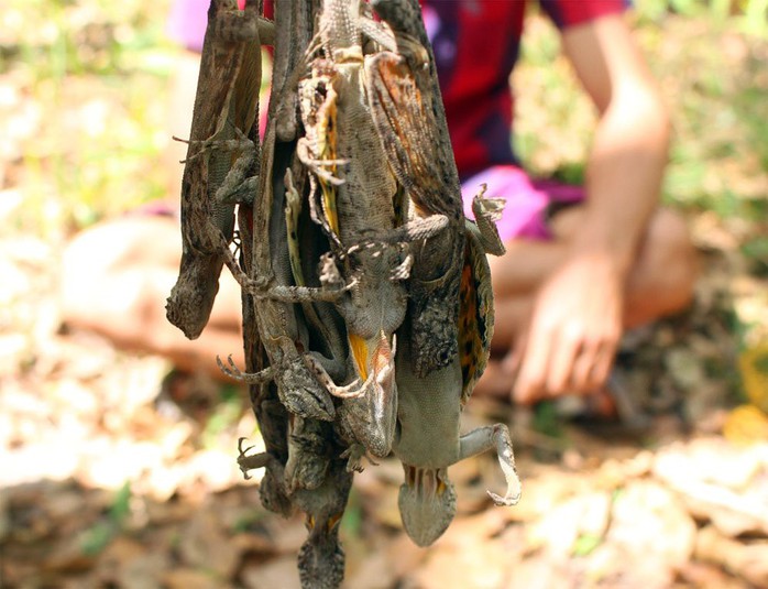 Đại gia săn lùng tắc kè bay ở miền Tây về làm “vũ khí phòng the” - Ảnh 4.