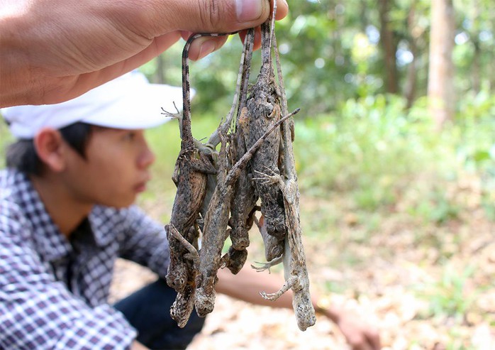 Đại gia săn lùng tắc kè bay ở miền Tây về làm “vũ khí phòng the” - Ảnh 5.