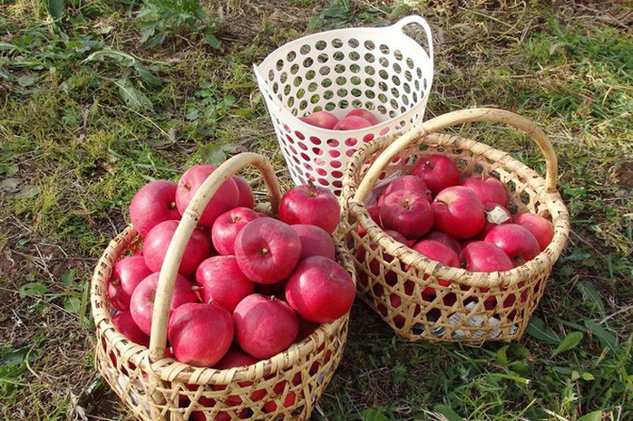 Vườn táo đẹp như cổ tích của cụ ông người Nhật - Ảnh 15. Vườn táo đẹp như cổ tích của cụ ông người Nhật - Ảnh 15.