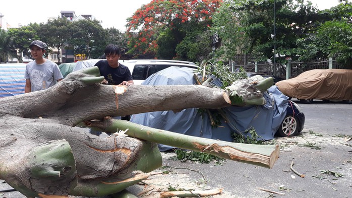 Cây xanh gây họa: Nên áp nguyên tắc trách nhiệm tuyệt đối - Ảnh 1.