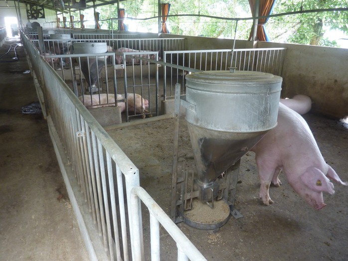 Rủi ro lớn, người nuôi vẫn chưa dám tăng đàn dù giá heo khá cao - Ảnh 1. Rủi ro lớn, người nuôi vẫn chưa dám tăng đàn dù giá heo khá cao - Ảnh 1.