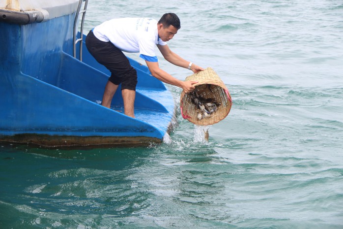 Phú Quốc thả hơn 3 triệu ghẹ con và 100 kg ghẹ trứng về đại dương - Ảnh 2.