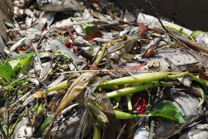 Đà Nẵng: Cá chết nổi lềnh bềnh trên sông Phú Lộc nghi do ô nhiễm - Ảnh 2.