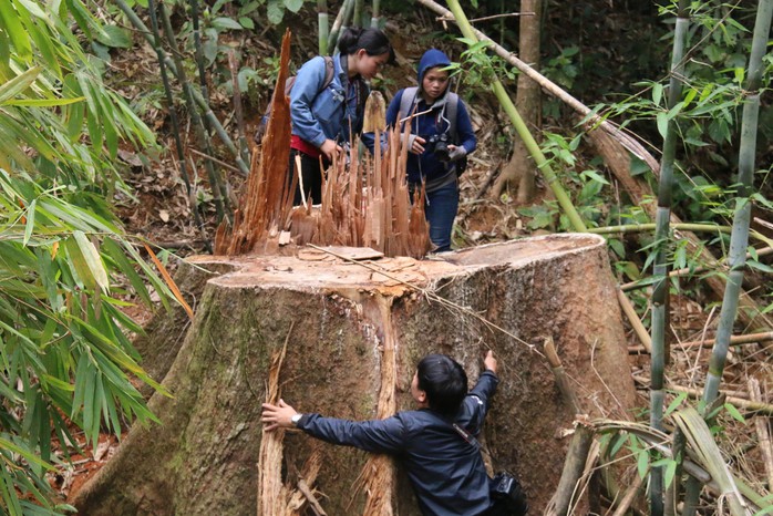 Kỷ luật hàng loạt lãnh đạo xã để mất vàng, mất rừng - Ảnh 1.