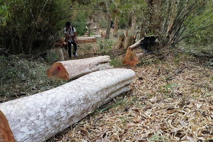 Không lo giữ rừng, chỉ ăn tiền tỉ - Ảnh 1.