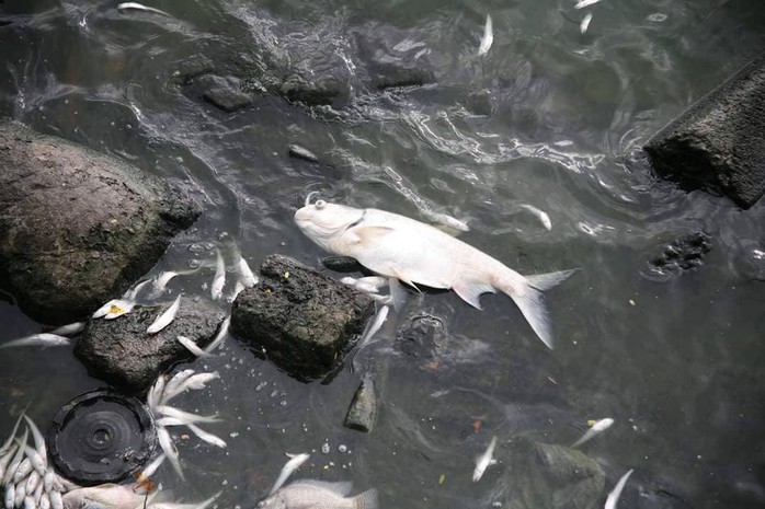 Cá chết ở hồ Tây: Có thể do biến đổi khí hậu - Ảnh 6.