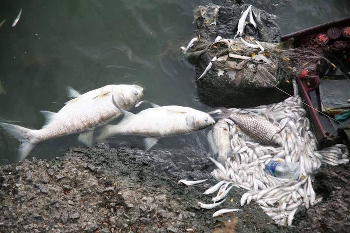 Cá chết ở hồ Tây: Có thể do biến đổi khí hậu - Ảnh 1.