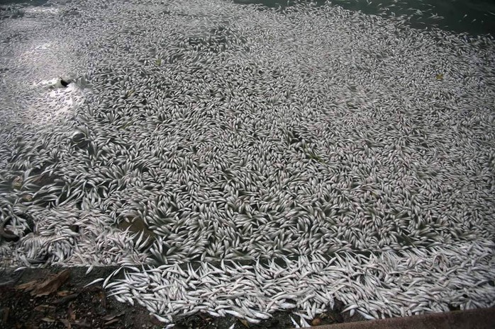 Cá chết ở hồ Tây: Có thể do biến đổi khí hậu - Ảnh 4.
