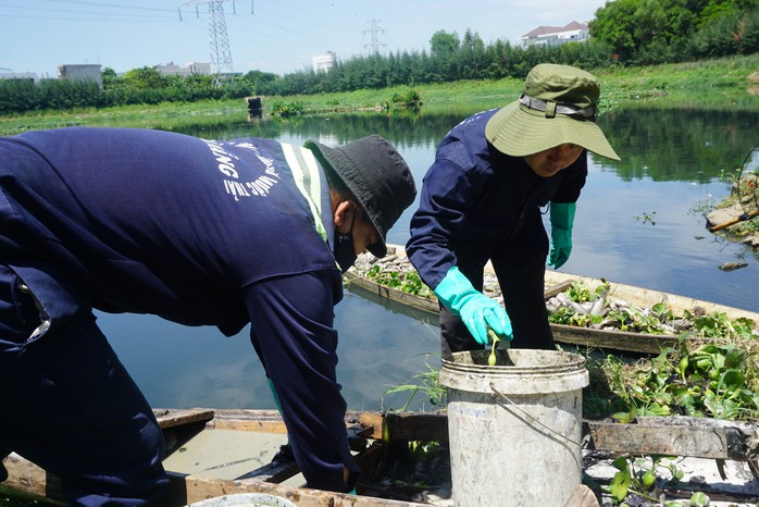 Đà Nẵng: Hàng tấn cá rô phi chết trắng tại mặt hồ điều tiết - Ảnh 4.