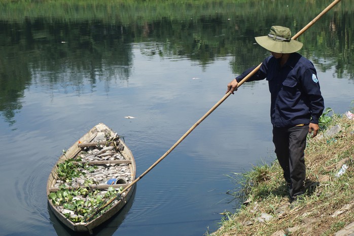 Đà Nẵng: Hàng tấn cá rô phi chết trắng tại mặt hồ điều tiết - Ảnh 3.