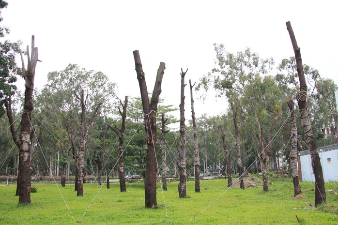 Cây xanh chết khô ở Công viên Gia Định - Ảnh 1.