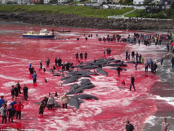 Hãi hùng cảnh tàn sát cá voi, nước biển chuyển màu máu - Ảnh 1.