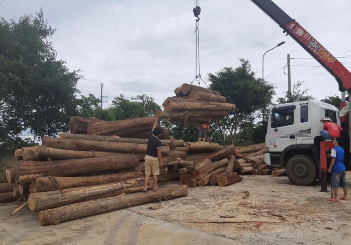 Tàn sát rừng phòng hộ - Ảnh 1.