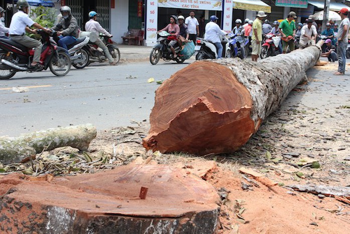 Đốn hạ hàng loạt cây dầu trên 100 năm tuổi vì mất an toàn giao thông? - Ảnh 1.