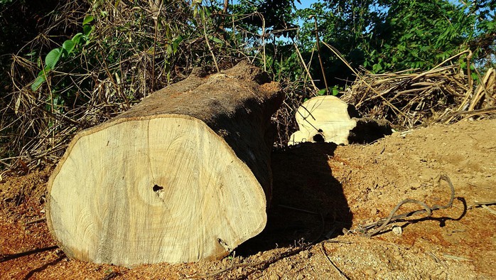 Doanh nghiệp lợi dụng khai thác gỗ vườn để phá rừng? - Ảnh 2.