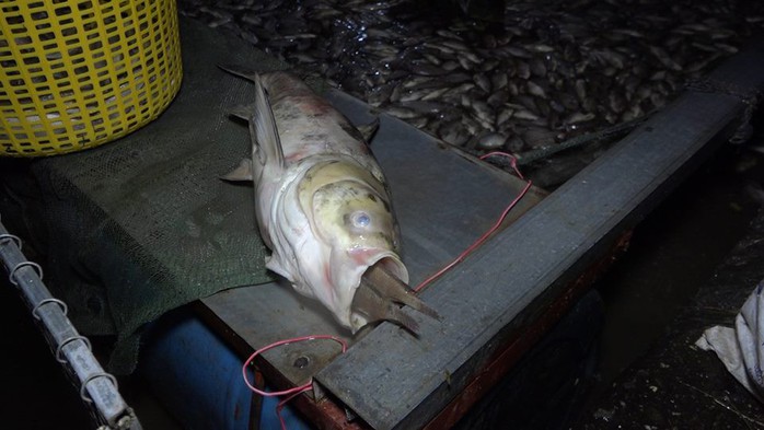 Hàng tấn cá lại chết trắng trên hồ Tây - Ảnh 3.
