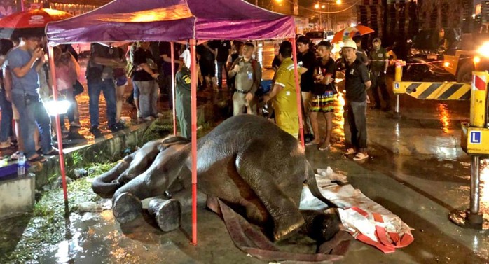 Thái Lan: Để voi bị điện giật chết khi xin ăn, chủ bị bắt - Ảnh 2.