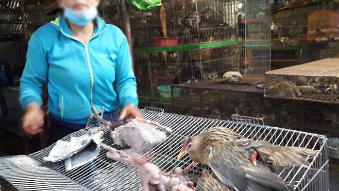 Cận cảnh tàn sát chim trời ở chợ chim lớn nhất Miền Tây - Ảnh 8. Cận cảnh tàn sát kèo nhà cái tỷ lệ bóng đá trời ở chợ kèo nhà cái tỷ lệ bóng đá lớn nhất Miền Tây - Ảnh 8.