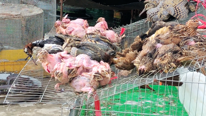 Cận cảnh tàn sát chim trời ở chợ chim lớn nhất Miền Tây - Ảnh 5. Cận cảnh tàn sát kèo nhà cái tỷ lệ bóng đá trời ở chợ kèo nhà cái tỷ lệ bóng đá lớn nhất Miền Tây - Ảnh 5.