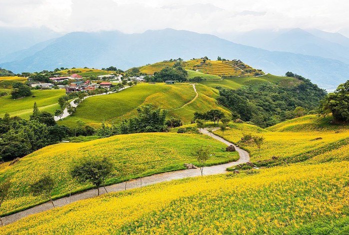 Chiêm ngưỡng xứ sở hoa kim châm đẹp như tranh vẽ ở Đài Loan - Ảnh 4.