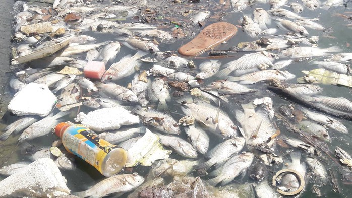 Cá chết trắng nổi lềnh bềnh tại hồ điều tiết ở Đà Nẵng - Ảnh 1.